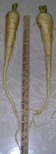 Long parsnips