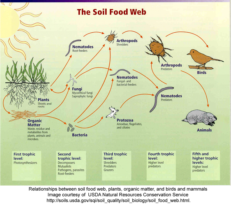 Soil_food_webUSDA.jpg