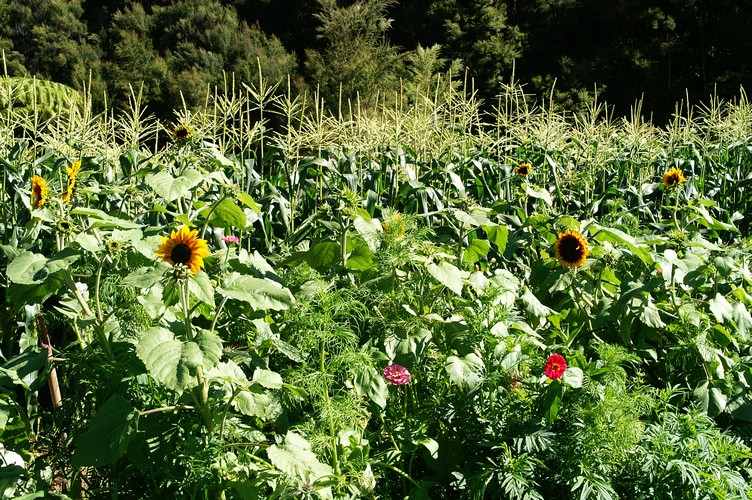 shangrilasunflower.jpg