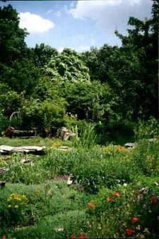 forestgarden1-small.jpg