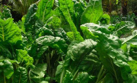 chard.jpg