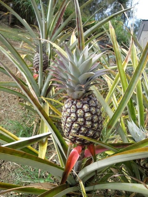 pineapple.jpg